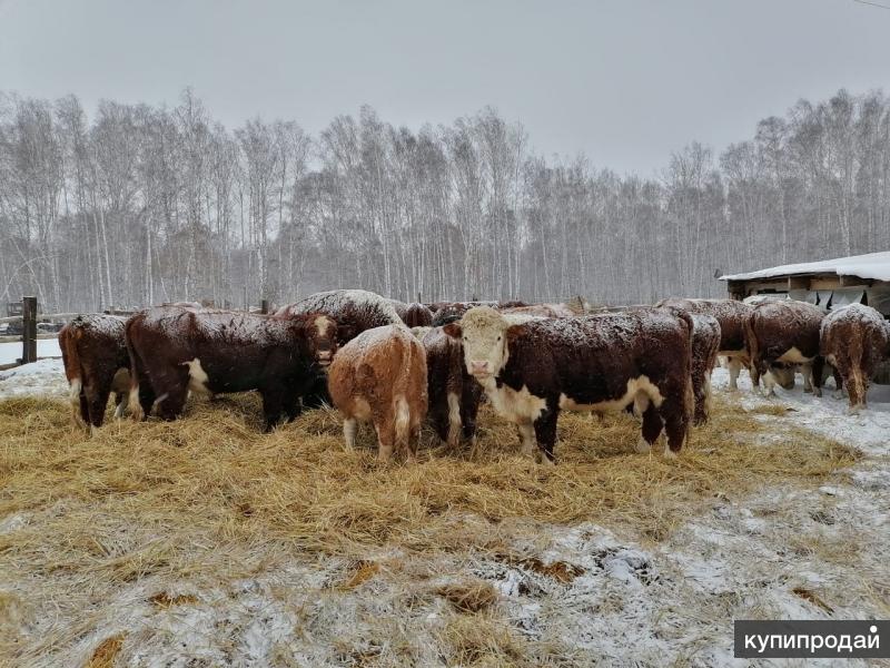 Купить Крс В Витебской Области