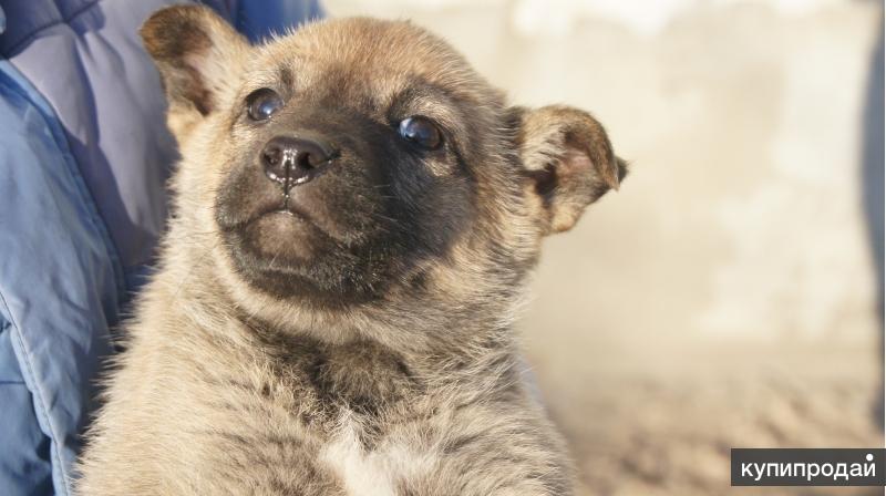 Отдам в добрые руки в воронеже. Отдам в добрые руки в воронеже. Отдам в добрые руки в воронеже. Объявление о отдаче щенков. Пинчер щенок помесь.