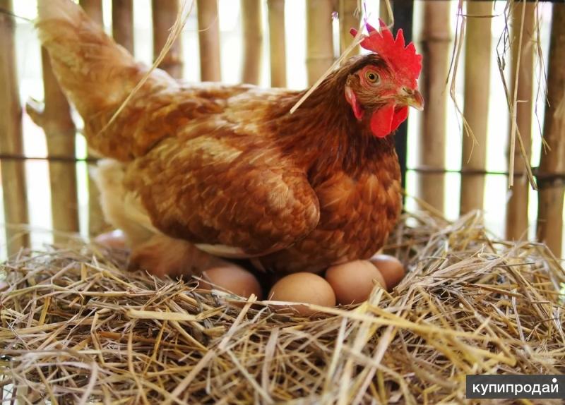 Gallina poniendo huevo