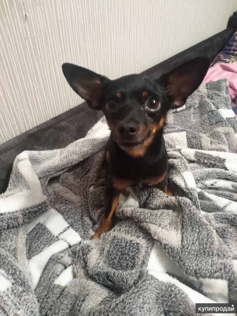 Русский той-терьер фото гладкошерстный. Той терьеры в иркутске. Той терьеры в иркутске. Той терьер. Терер.