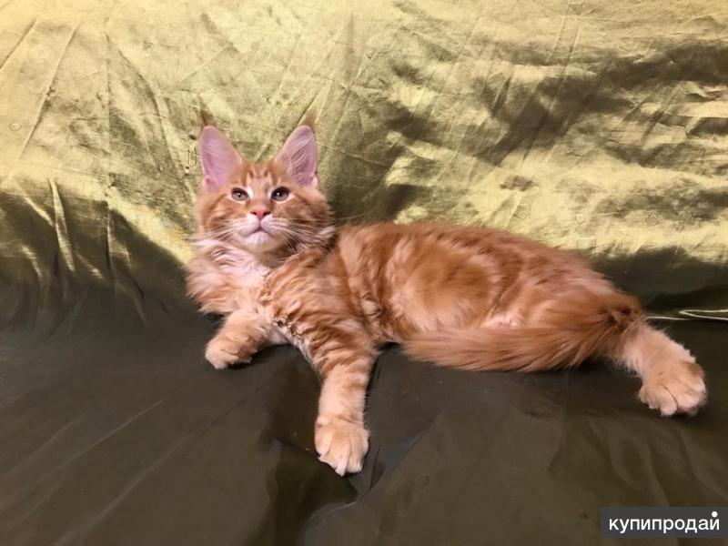 Купить Котенка В Г Грязи