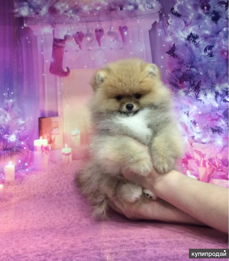 Купить Щенка В Екатеринбурге