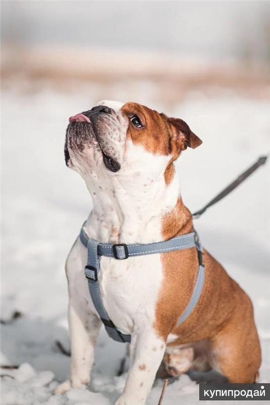 Бульдоги в добрые руки в москве