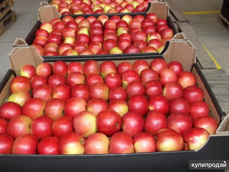 Яблоки краснодар. Красные яблоки калиброванные. Яблоки ред чиф. Яблоко гала 1 2 сорт. Липецкие яблоки сорта.