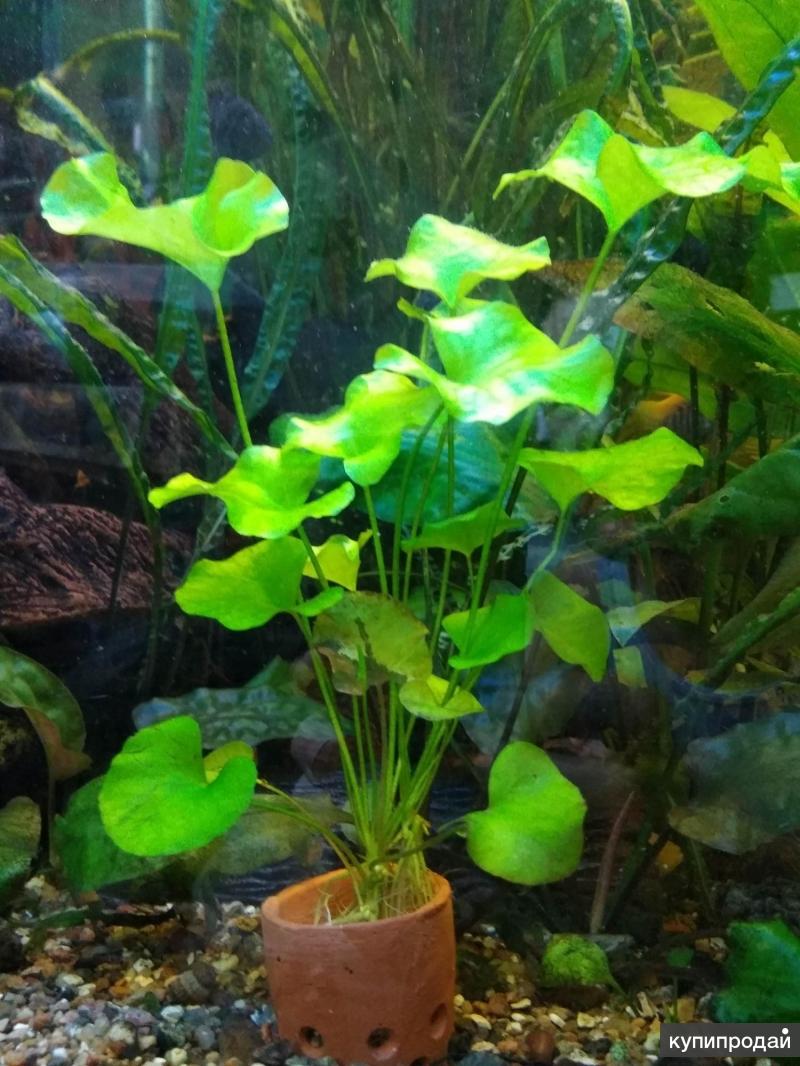 Нимфеи в аквариуме фото