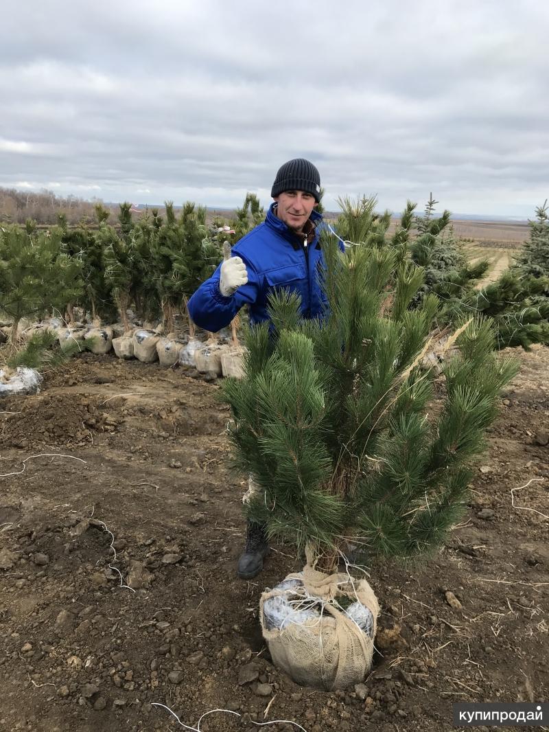Сосна Крымская Купить В Краснодаре