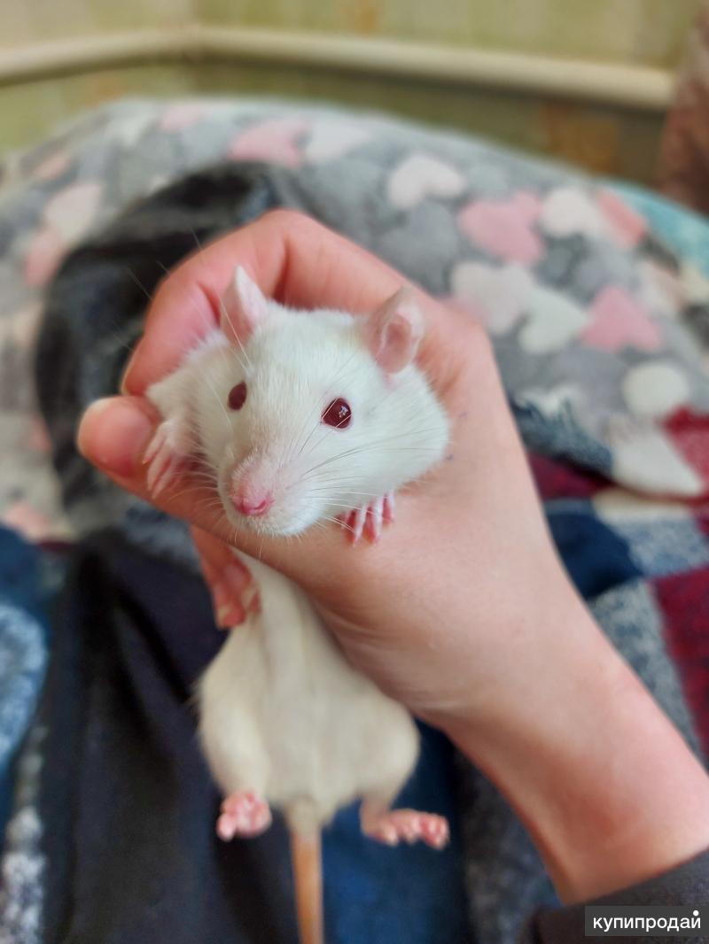 пищуха сеноставка. ласка норка хорёк горностай. степной хомяк карбыш. грызуны киров. калмыкия хомяк степной.