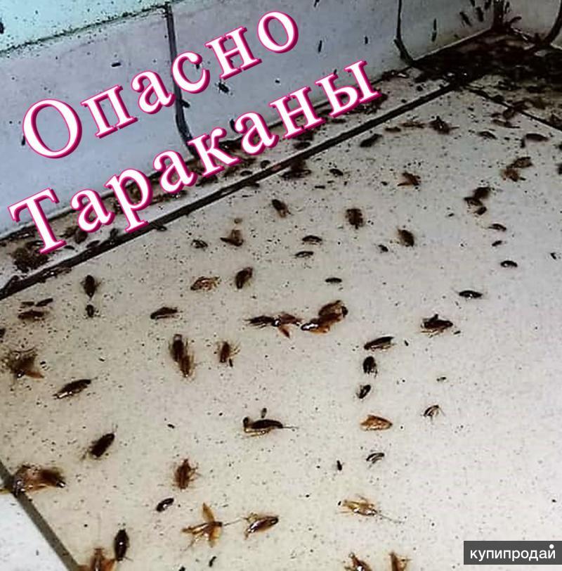 Маленькие тараканы на кухне