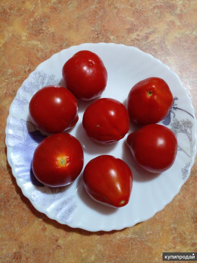 Семена урожайных томатов. Помидор плодоносит семена.