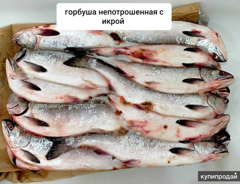 Купить Северную Рыбу В Краснодаре