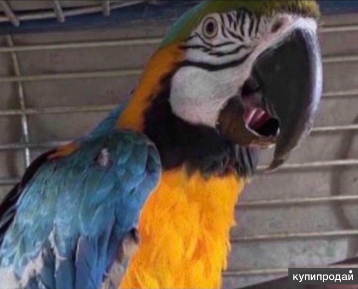 Отдам попугая