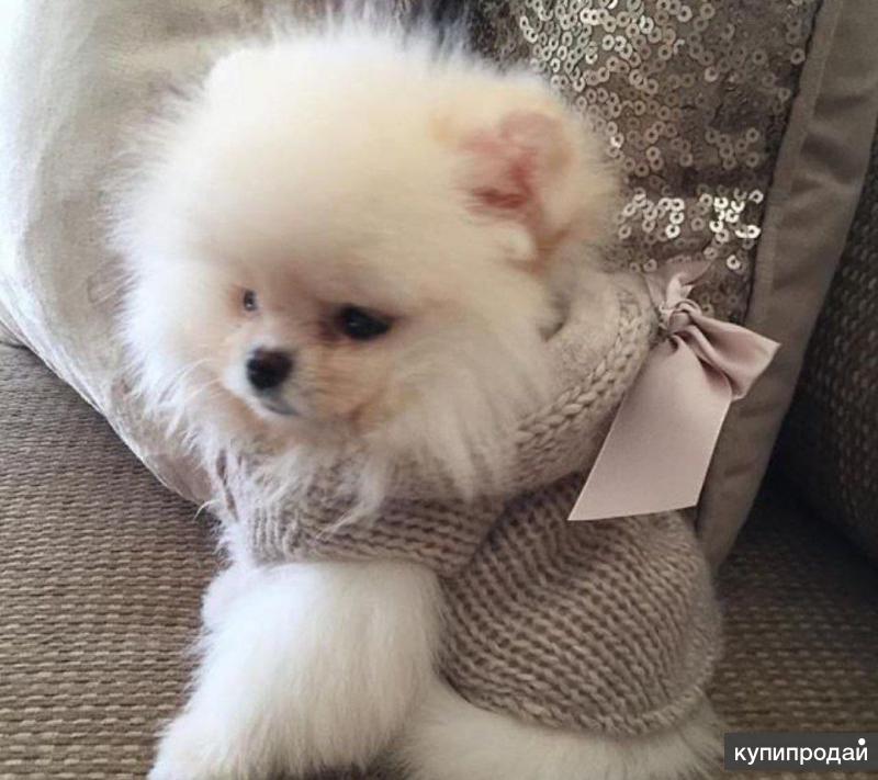 собаки шпиц девочки маленький. собаки шпиц девочки маленький. помчи и померанский шпиц. померанский шпиц щенок девочка. аусси шпиц.