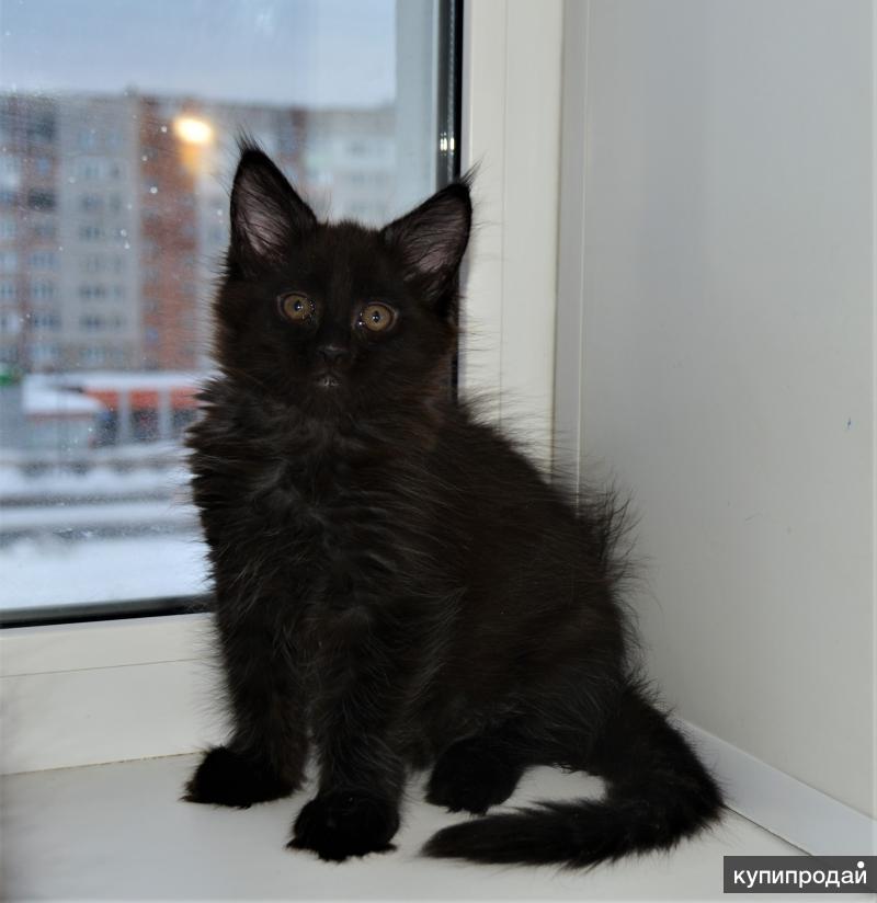 Мейн кун алиса. Мейн кун 2 месяца. King size мейн кун. Кинг сайз питомник мейн кунов ярославль. Ярославль кун.