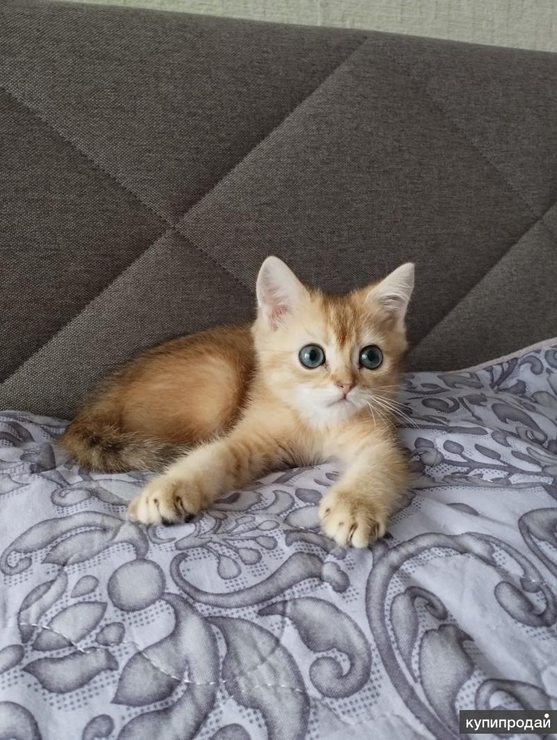 мальчик золотая шиншилла в Москве