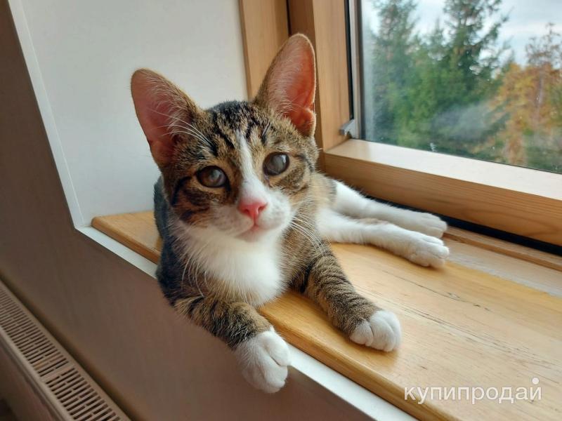Лучик кот
