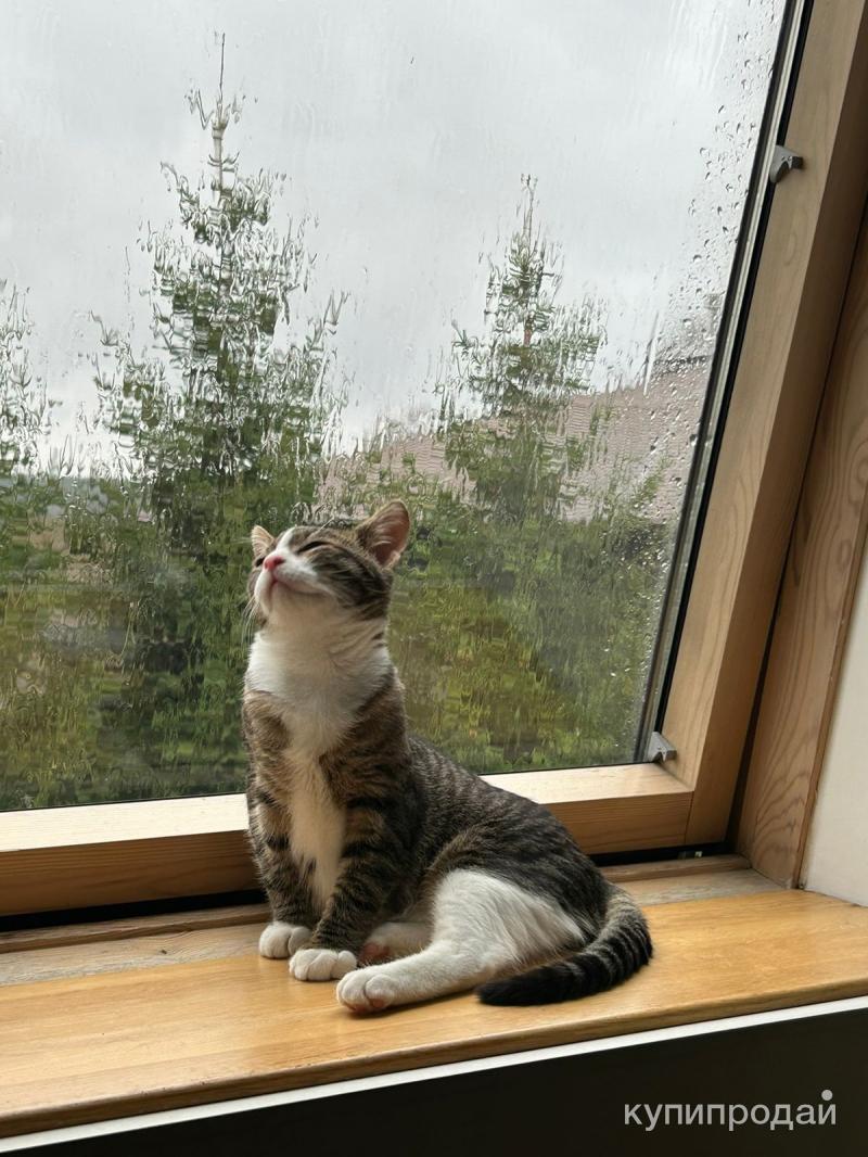 Лучик кот