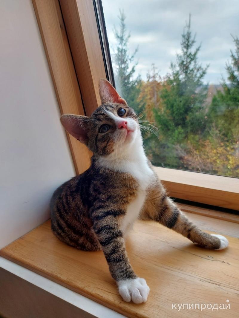 Лучик кот