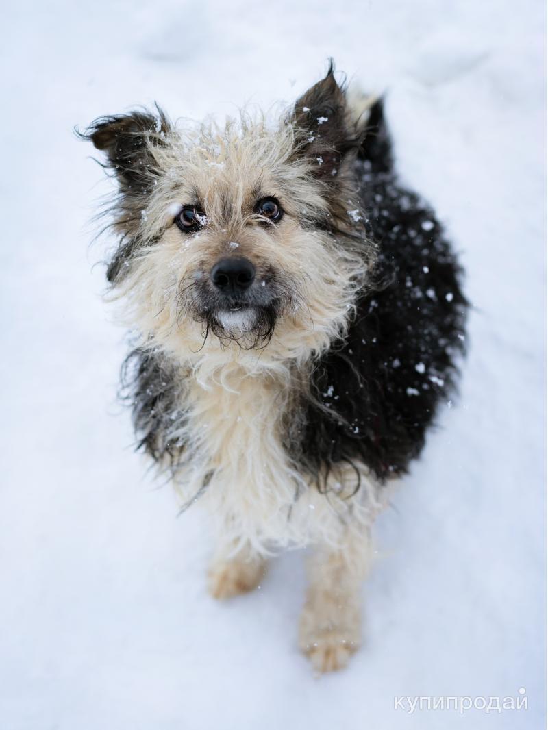 вес маленьких собак. таблица для щенков корм по весу. вес маленьких собак. вес маленьких собак. размерная сетка одежды для собак мелких пород.