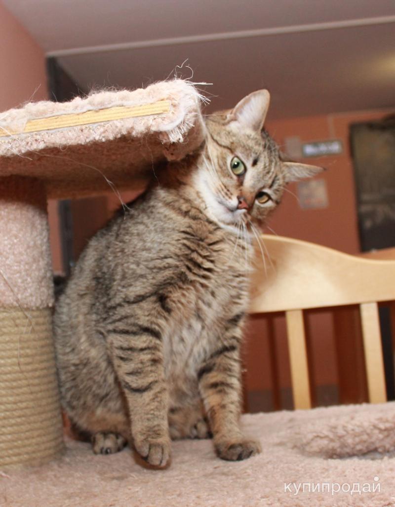 обычная кошка. добрый котенок. котята домашние в добрые руки. красивые котята даром. возьму домашнего котенка.