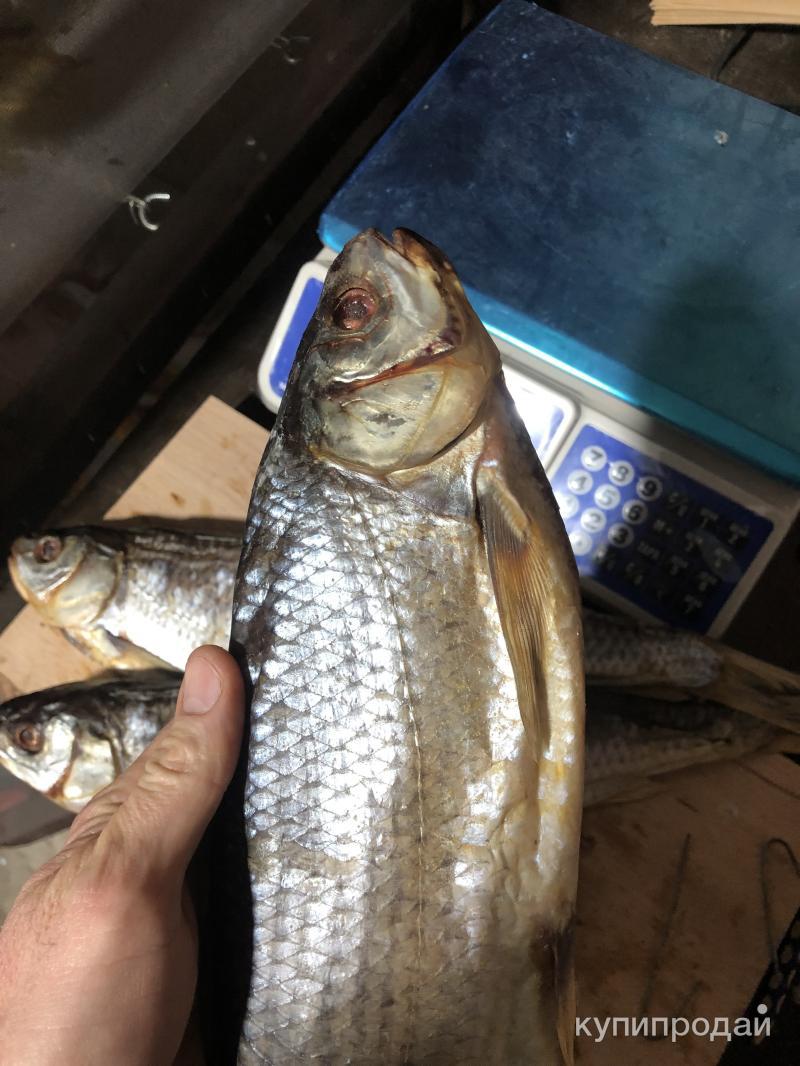 Вяленая Рыба "Кутум" в Москве