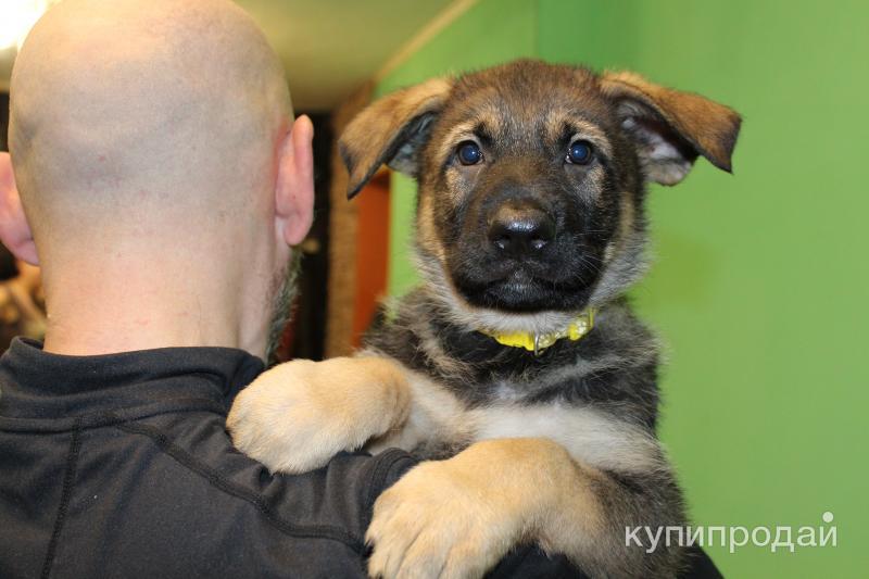 Где Купить Щенка В Ярославле