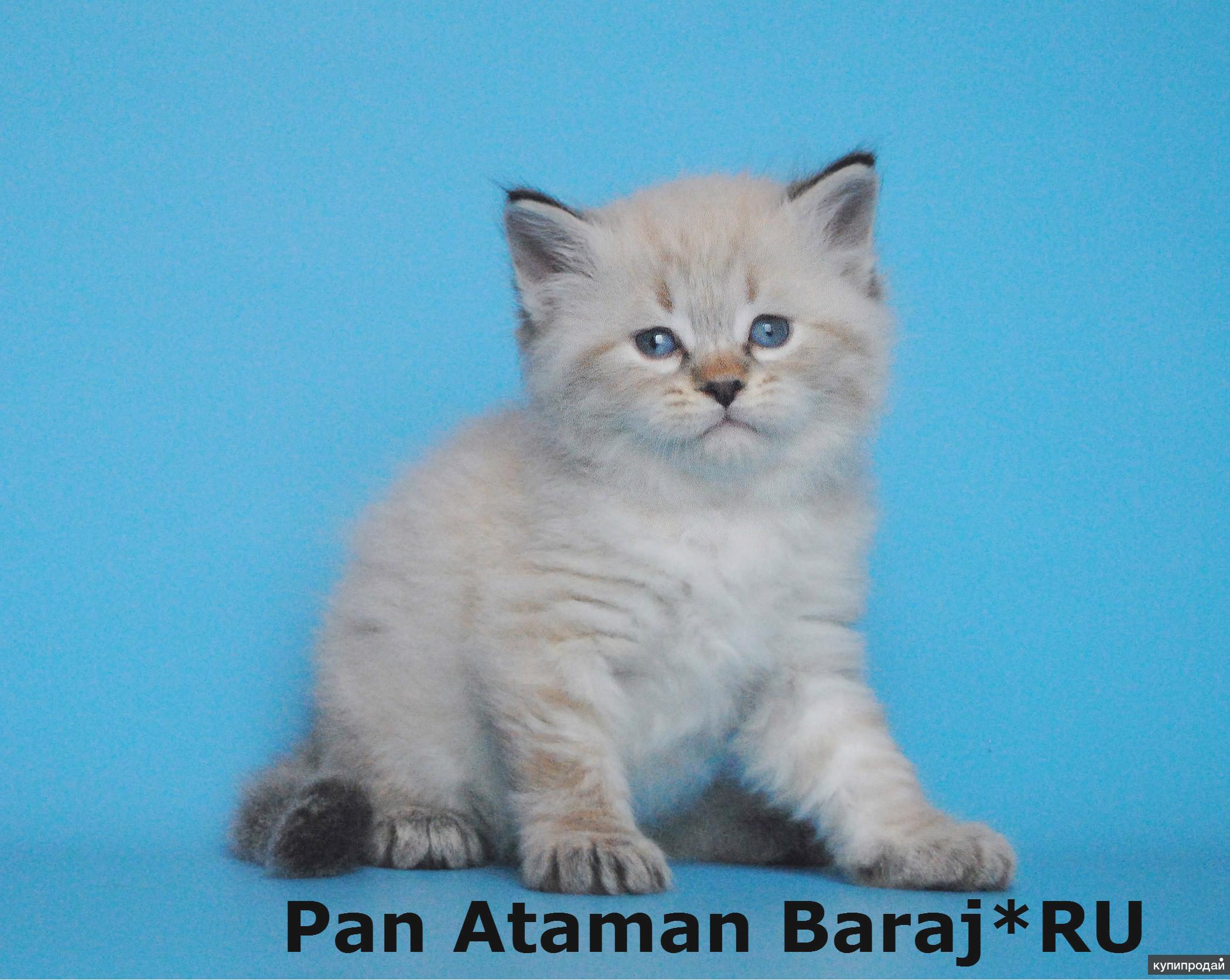 Сибирские котята из питомника "Baraj" (Барадж)