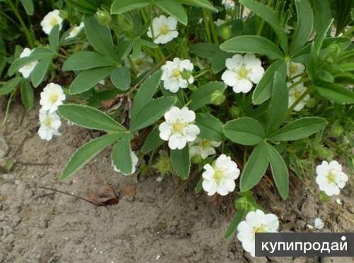 Как выглядит лапчатка белая фото Лапчатка белая в Воронеже