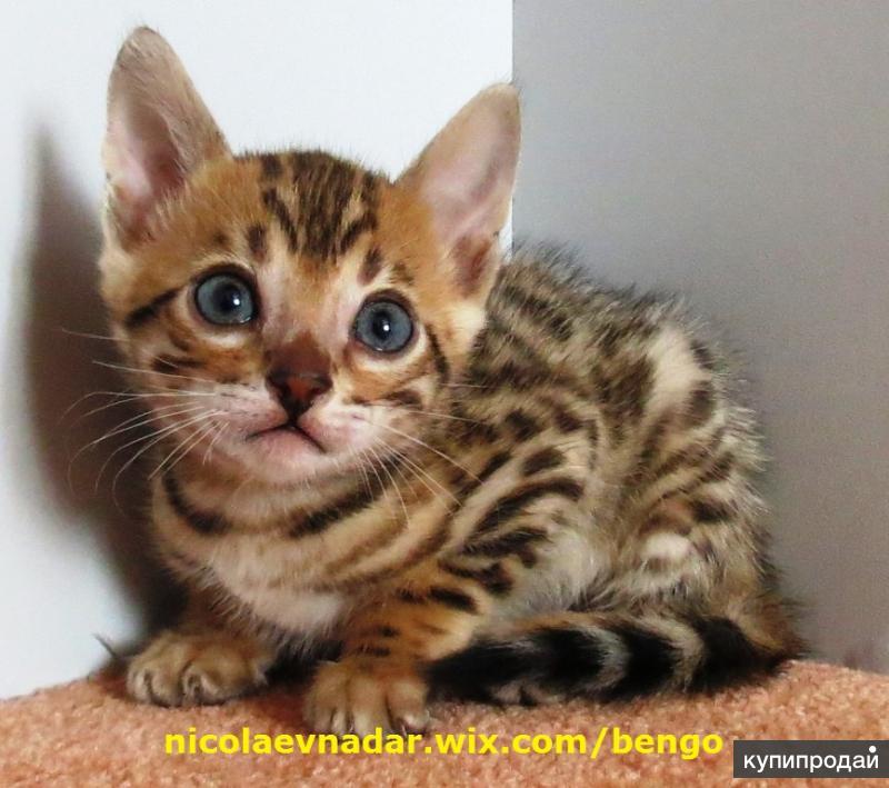Бенгальская Кошка Фото Купить