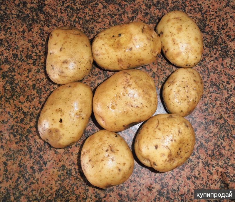 Сорта картофеля кроне фото и описание