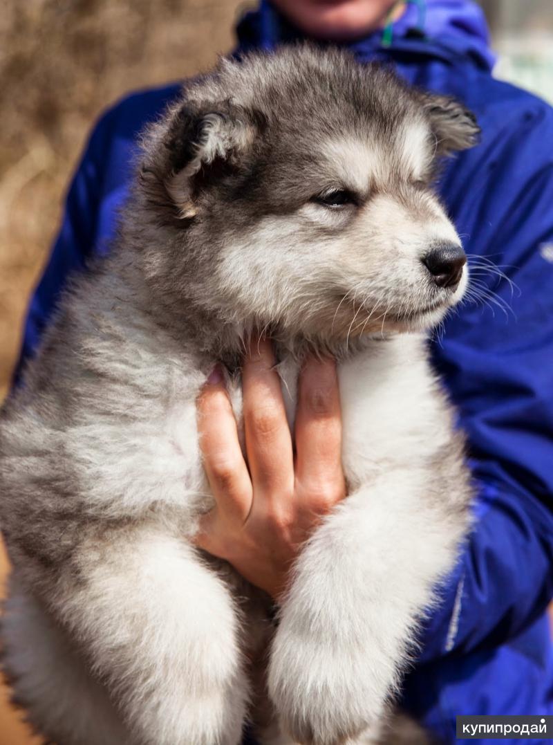 Аляскинский маламут: цена, выбор щенка