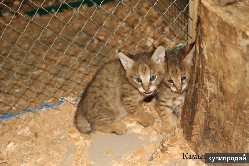 Камышовый котенок фото Камышовый кот.Котята из зоопитомника. в Москве