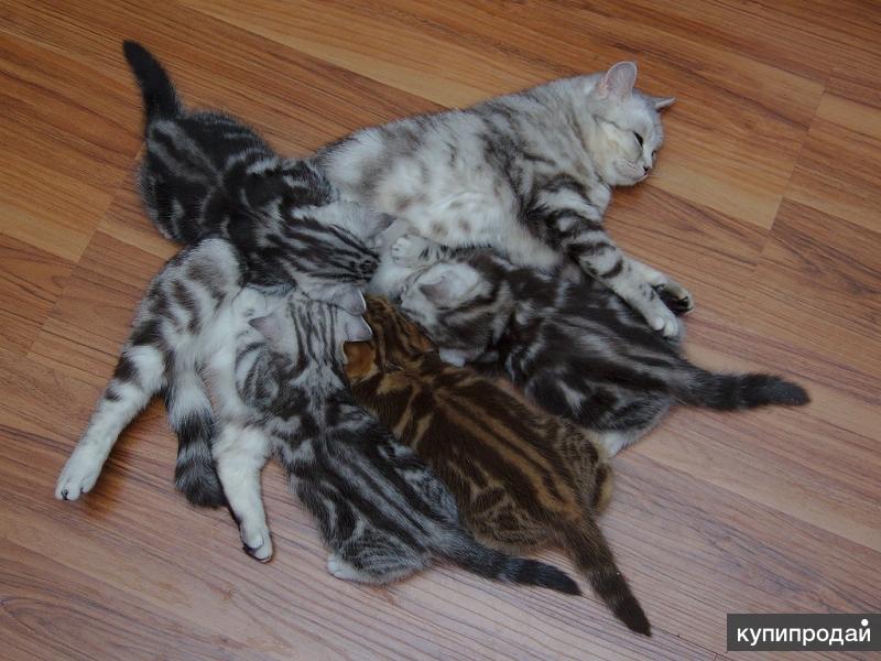 Мраморный окрас у британских кошек: история появления и особенности ухода