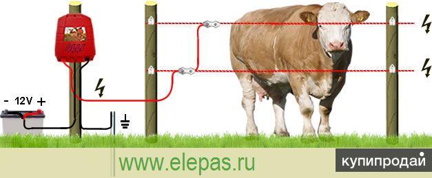 Как правильно подключить электропастух Электропастух для крс коров в Москве