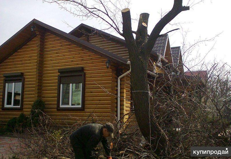 вырубка деревьев на участке в собственности