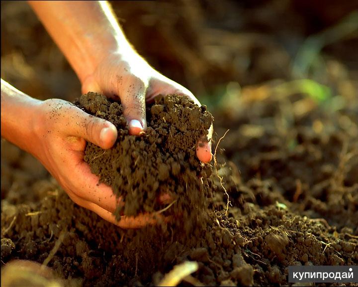 Где живет почва. Почва. Плодородие почвы. Почва в саду. Что повышает плодородие почвы.
