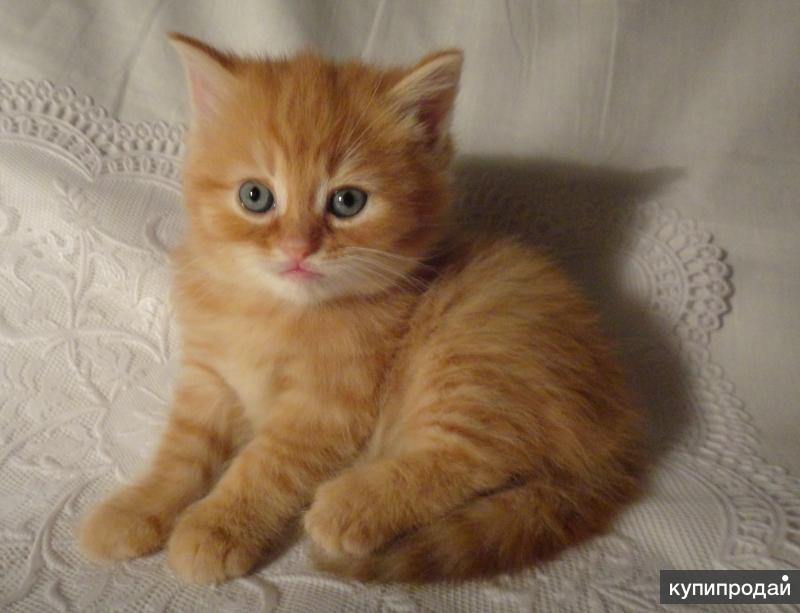 Кошку авито ру. Рыжие полуперсы котята. Рыжий котенок 1 месяц. Котята рыжие британские 1 мес. Рыжий Сибирский котенок 1 месяц.