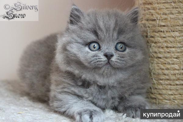 Британские длинношерстные котята (Хайлендер)