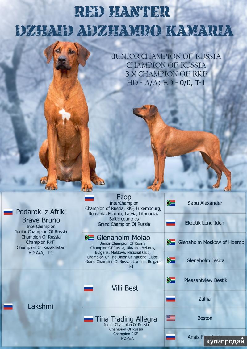 Создание породы