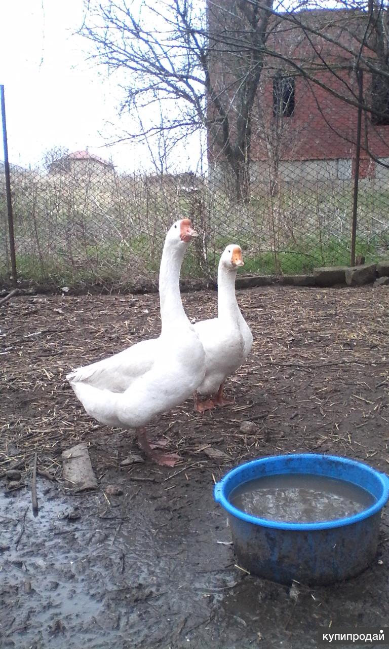 Годовалый гуси. Гусь продажный. Гусь продажный. Гусак. Годовалый гуси.