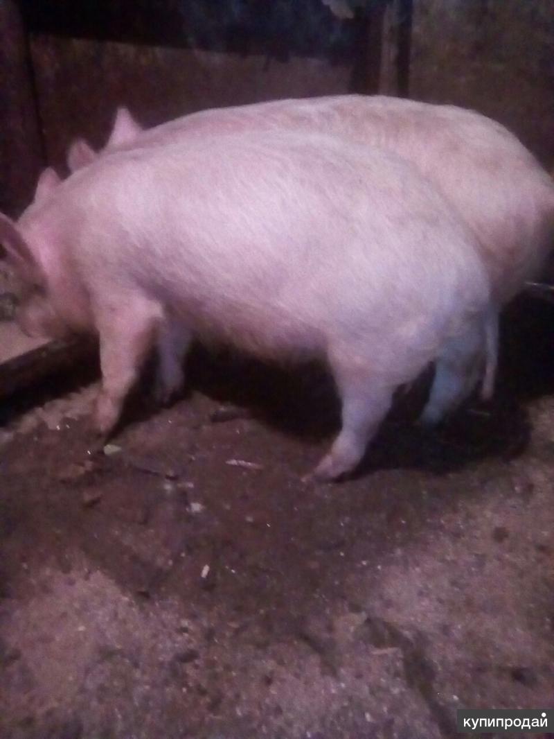 поросенок 50 кг