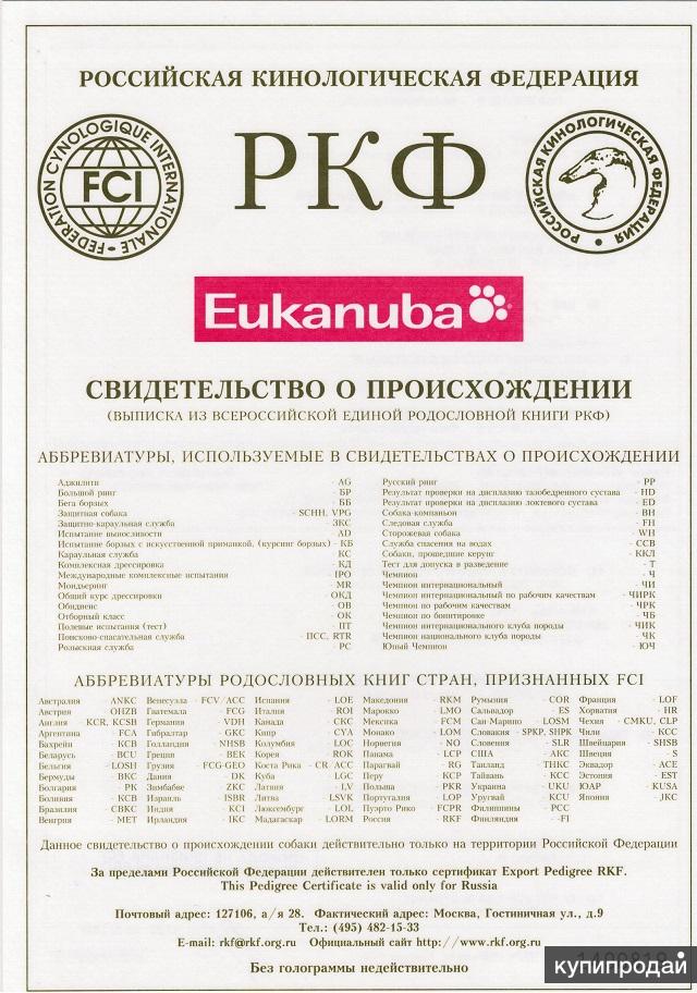 Породистые питомцы: где искать, сколько стоят, как выбрать