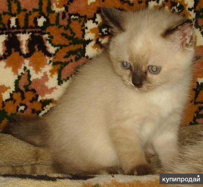 Смесь Сиамской И Сибирской Кошки Фото