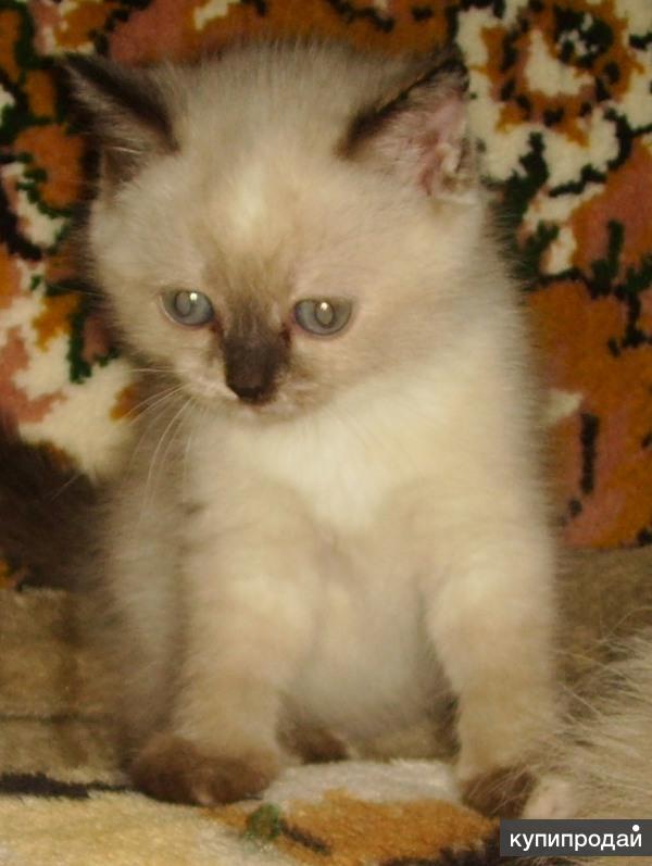 Смесь Сиамской И Сибирской Кошки Фото