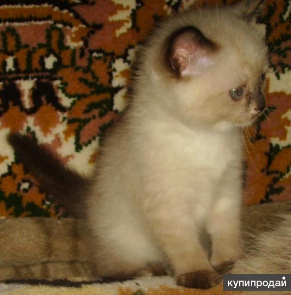 Смесь Сиамской И Сибирской Кошки Фото