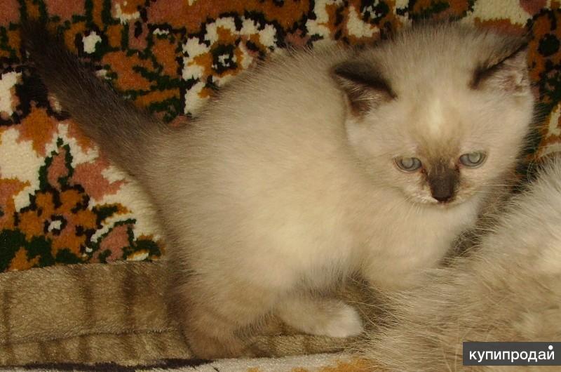 Смесь Сиамской И Сибирской Кошки Фото
