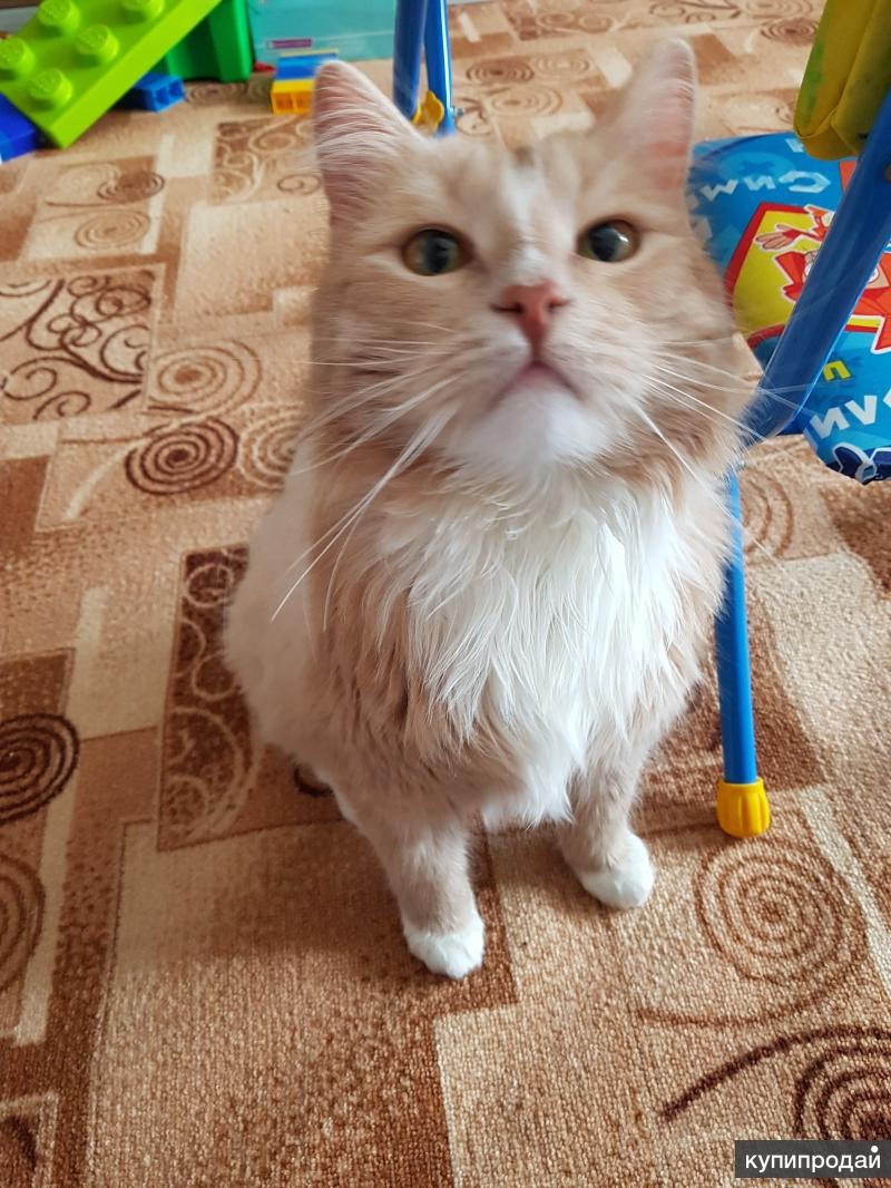 коты мурчалочки фото. новый ковчег обнинск. в добрые руки обнинск. в добрые руки обнинск. котята в добрые руки калуга.