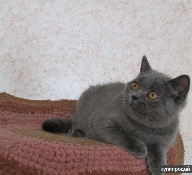 Британская Кошка Фото И Цена