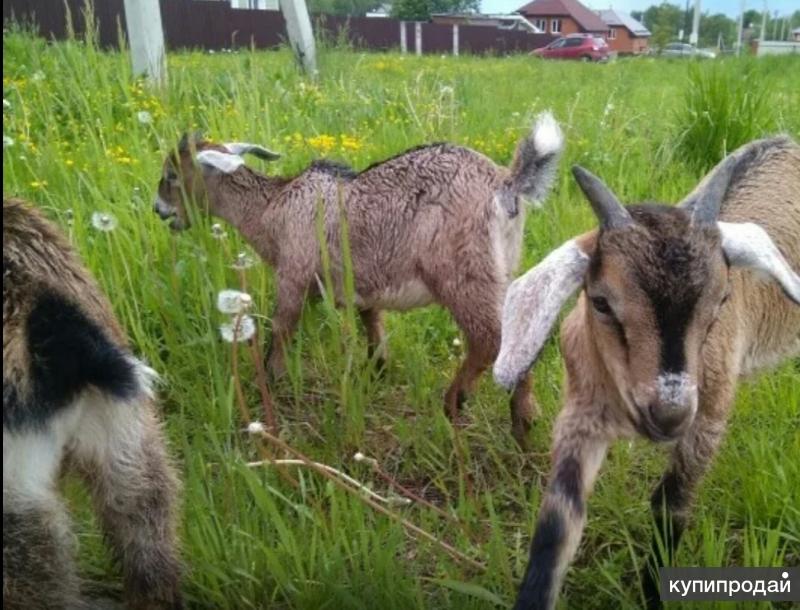 Купить Козу В Раменском Районе