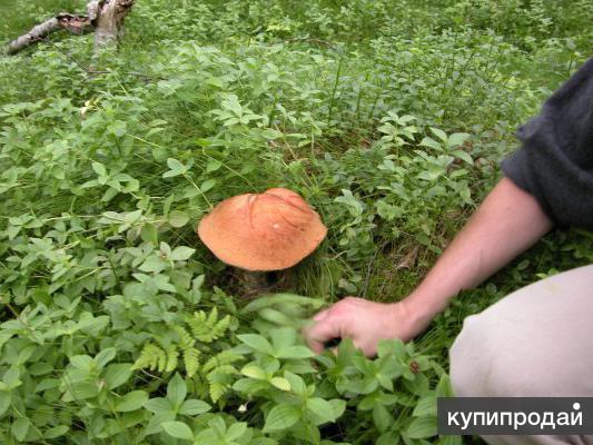Участок 17 соток Бежаницкий район, д. Спирово