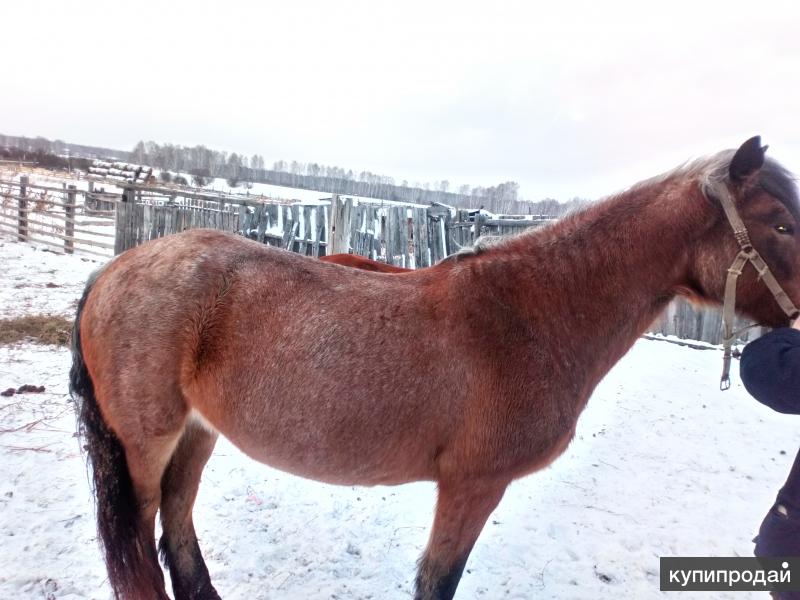 Продажа лошадей омск области